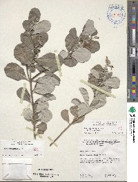 Vitex rotundifolia image