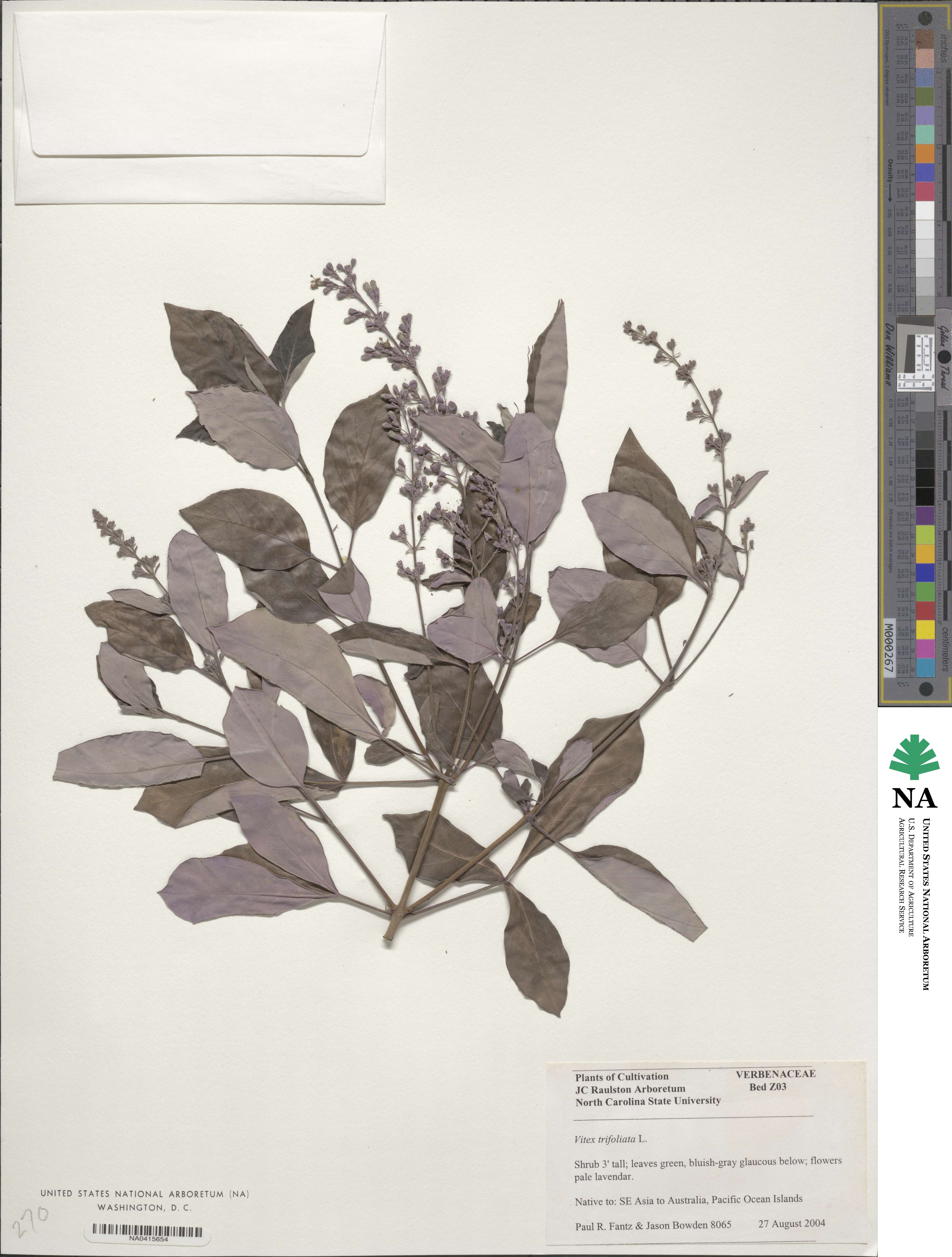 Vitex trifolia image