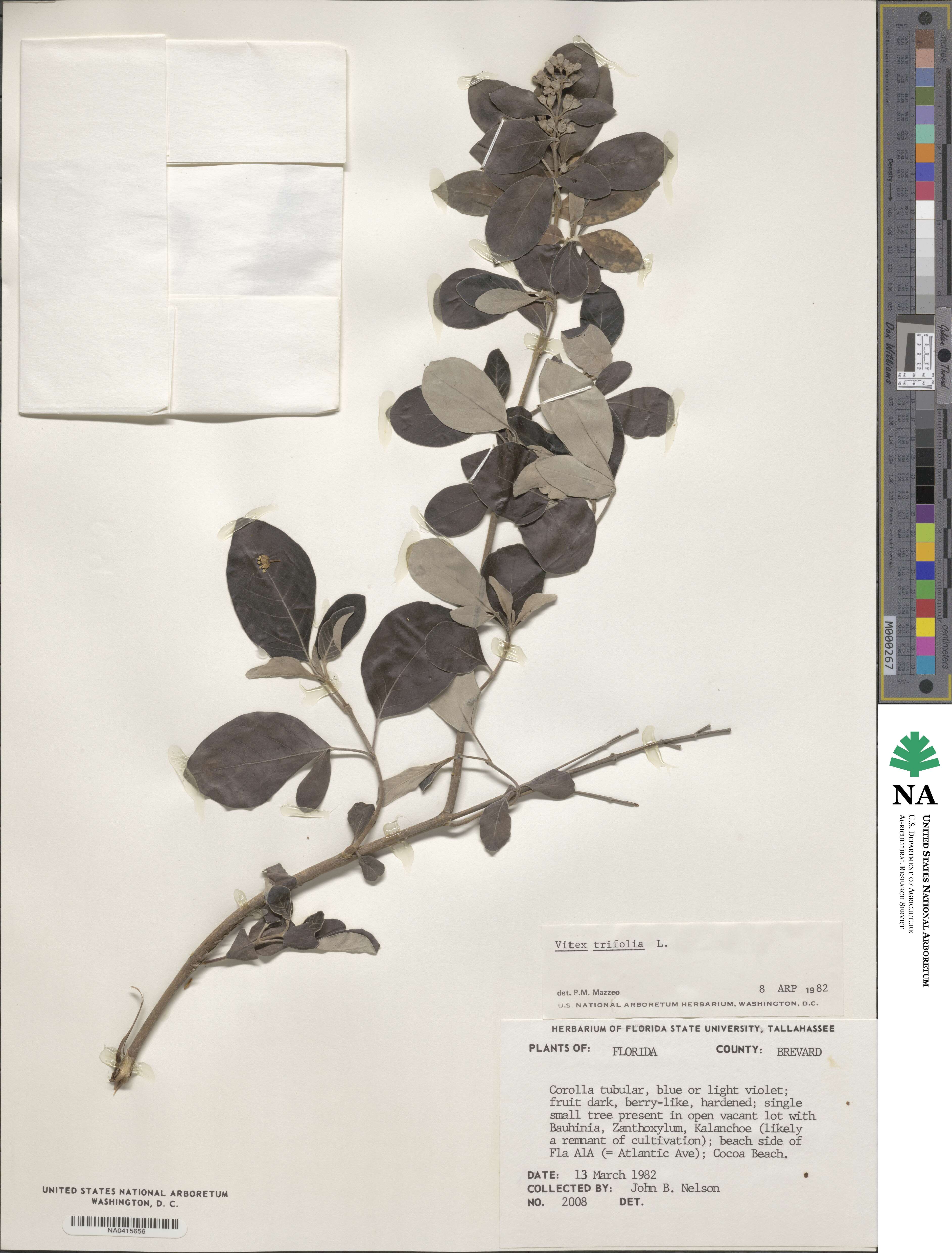 Vitex trifolia image