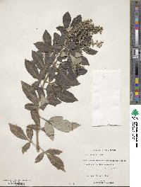 Vitex trifolia image