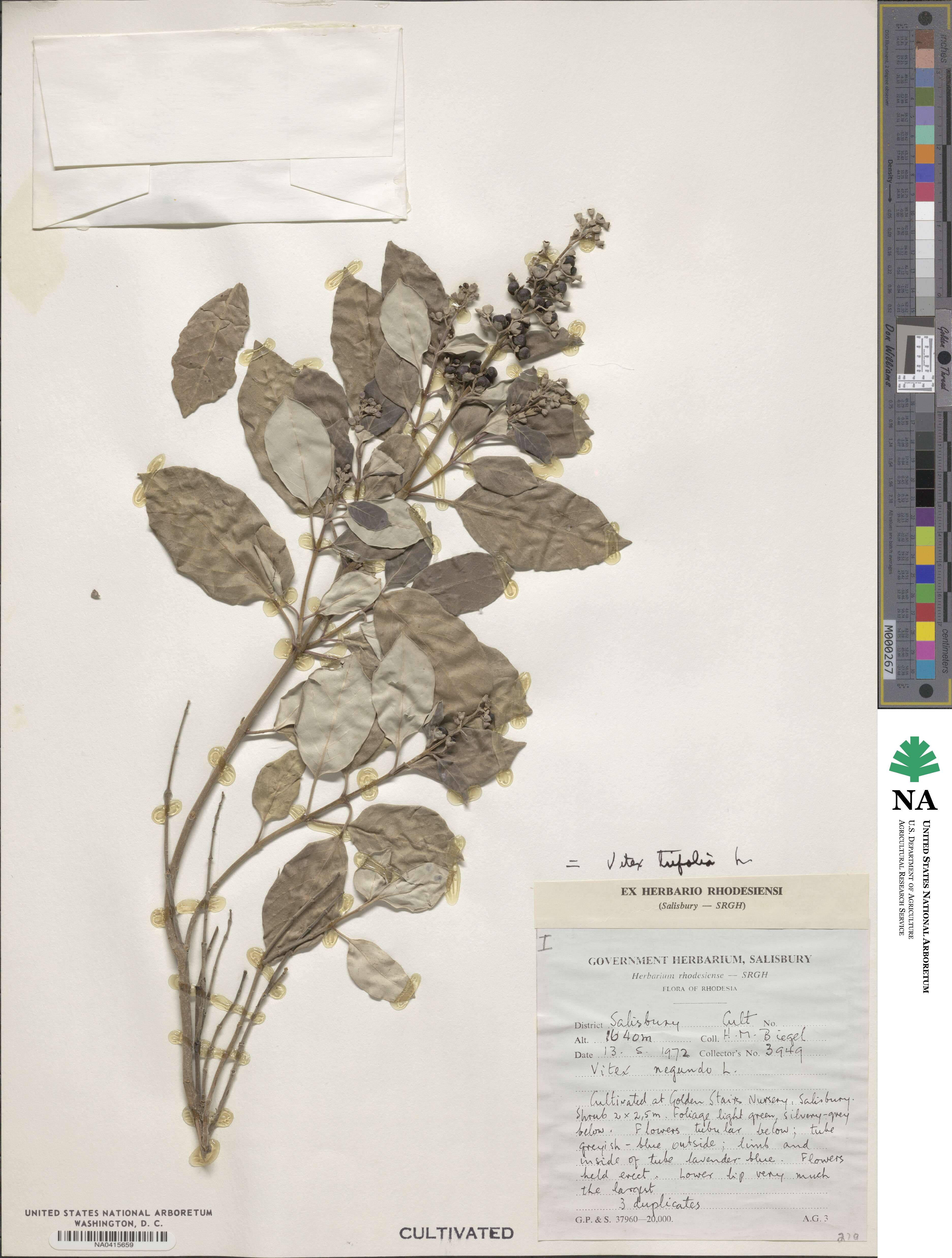 Vitex trifolia image