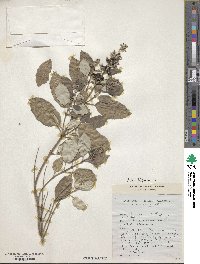 Vitex trifolia image