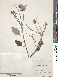 Vitex trifolia image