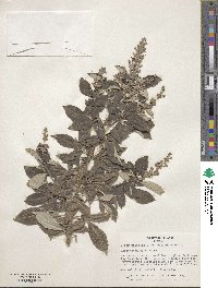 Vitex trifolia image