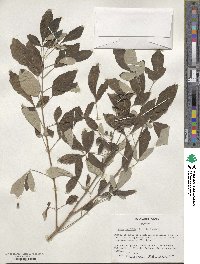 Vitex trifolia var. trifolia image