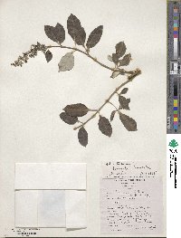 Vitex trifolia image