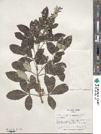 Vitex trifolia var. trifolia image