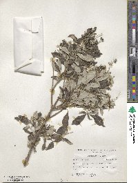 Vitex trifolia image