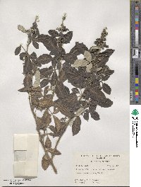 Vitex trifolia image