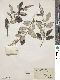 Vitex trifolia image