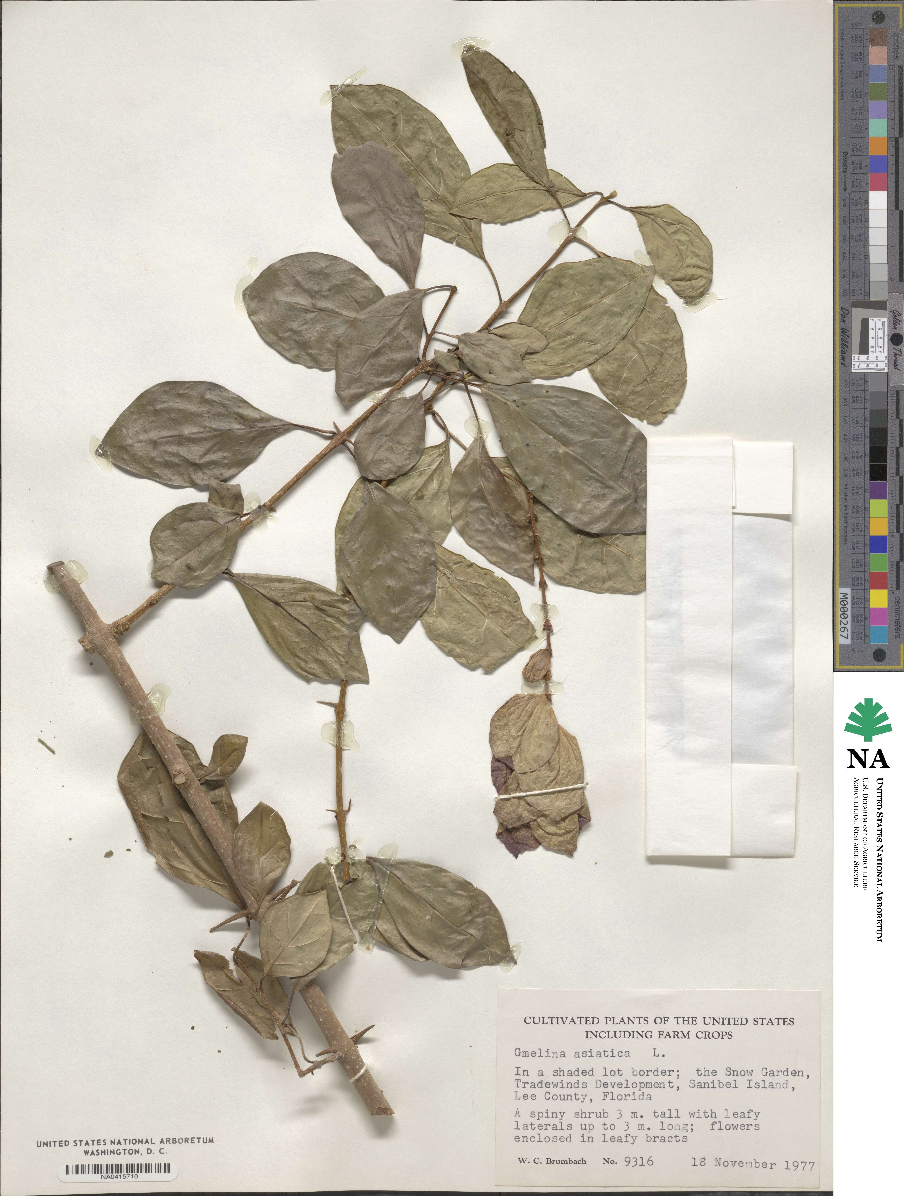 Gmelina asiatica image