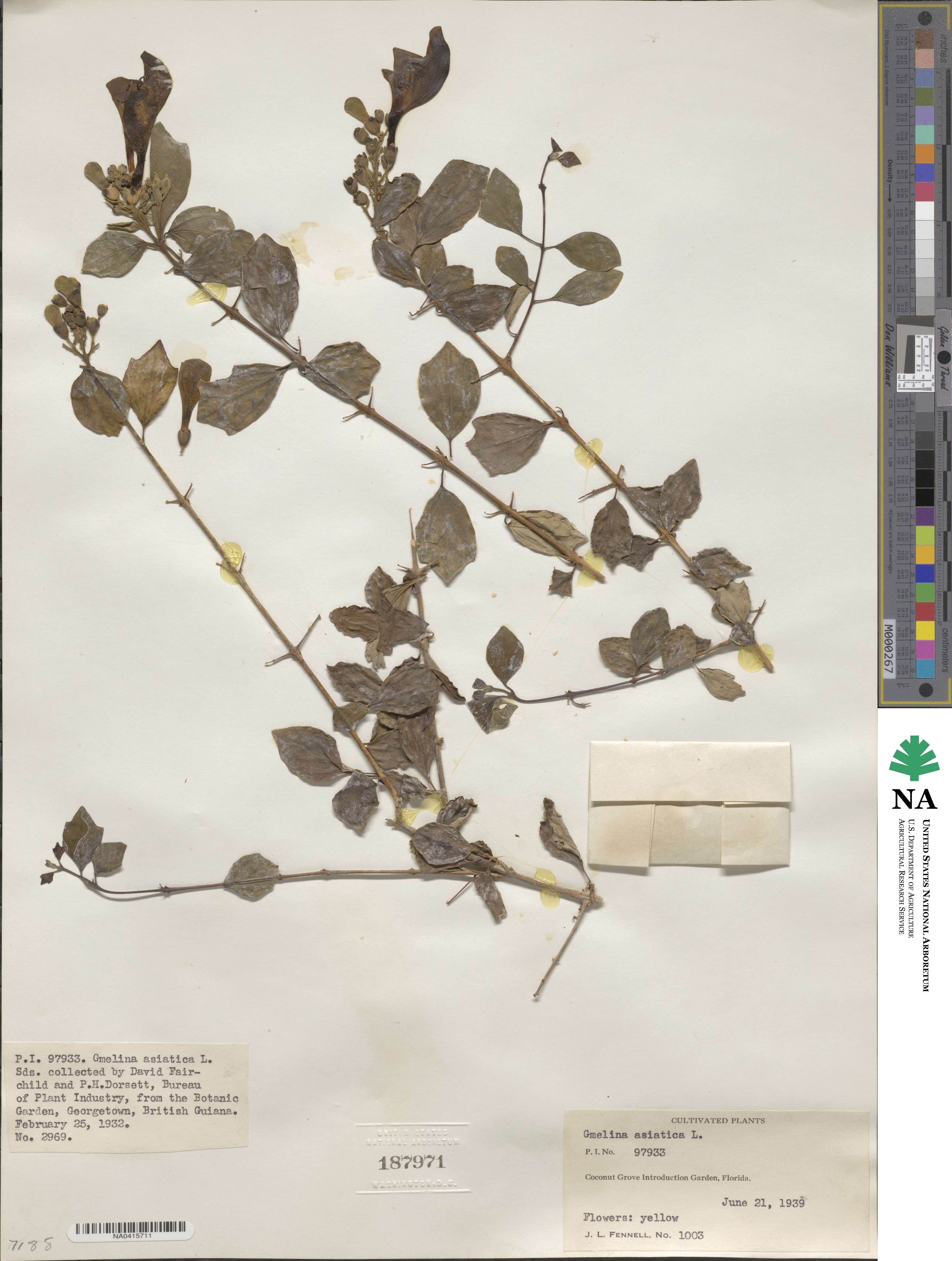 Gmelina asiatica image