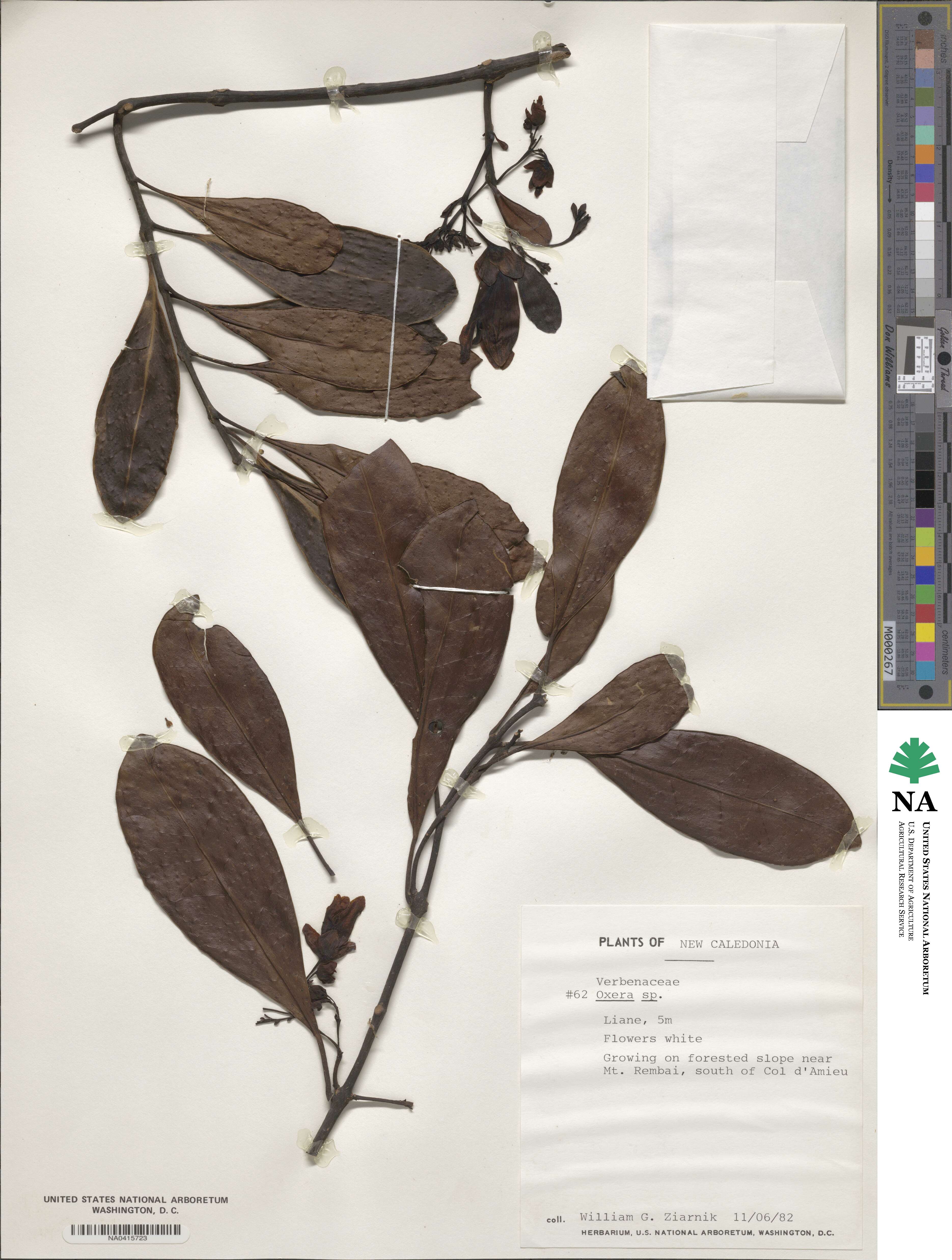 Oxera image