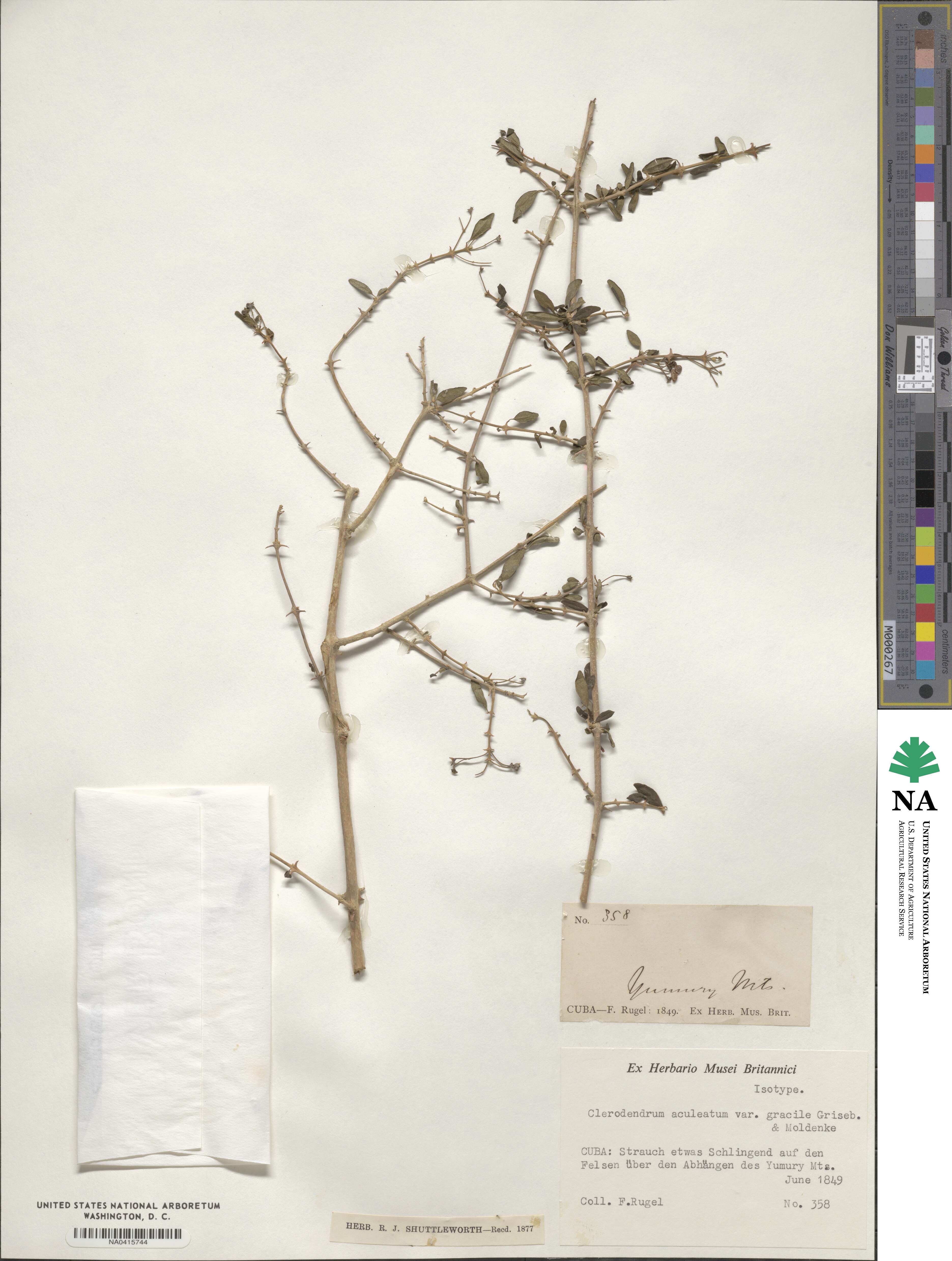 Volkameria aculeata image