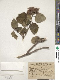 Clerodendrum bungei image