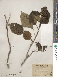 Clerodendrum bungei image