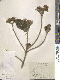 Clerodendrum canescens image