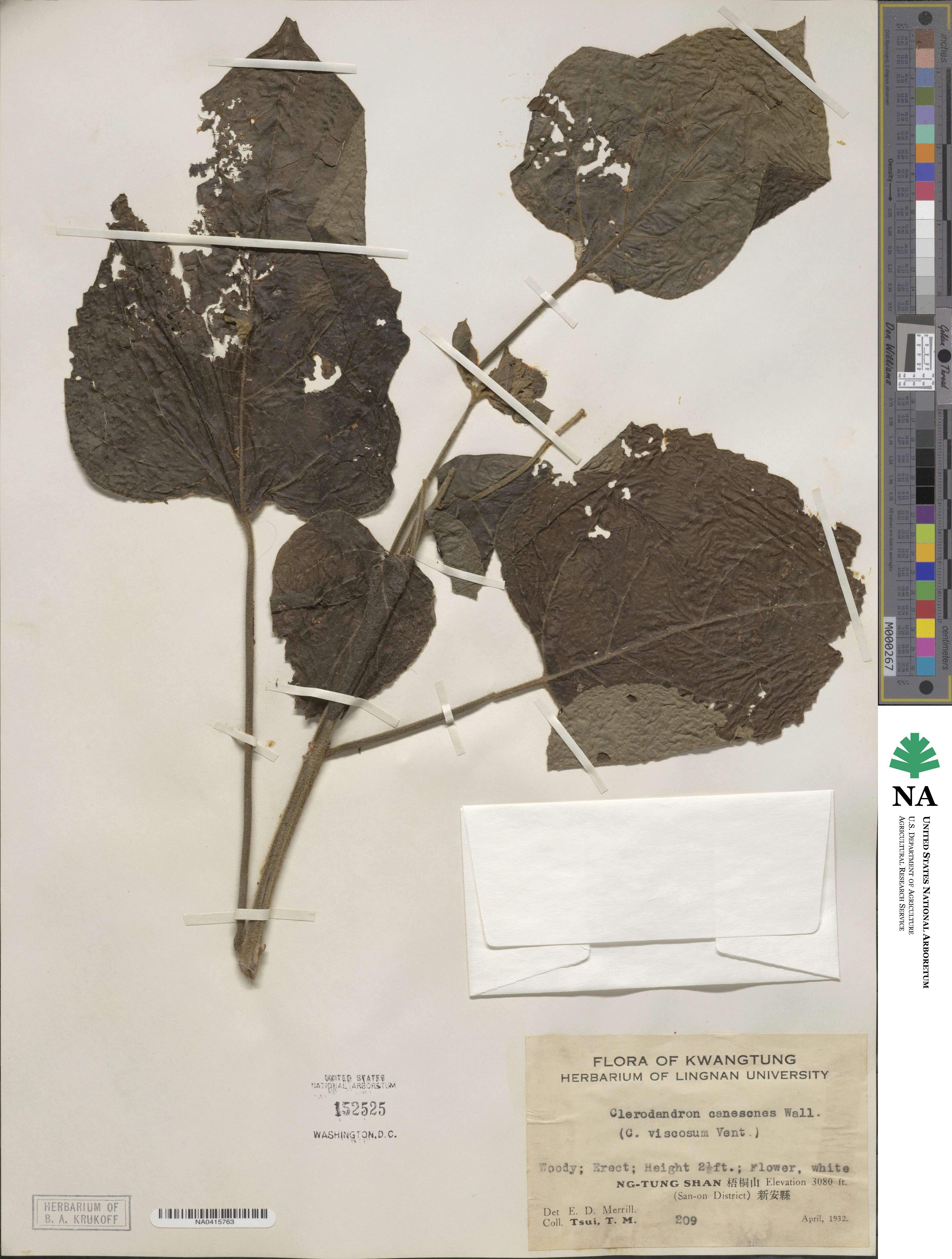 Clerodendrum canescens image