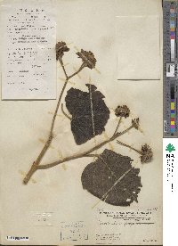 Clerodendrum canescens image