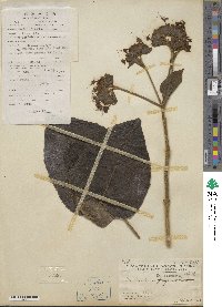 Clerodendrum canescens image