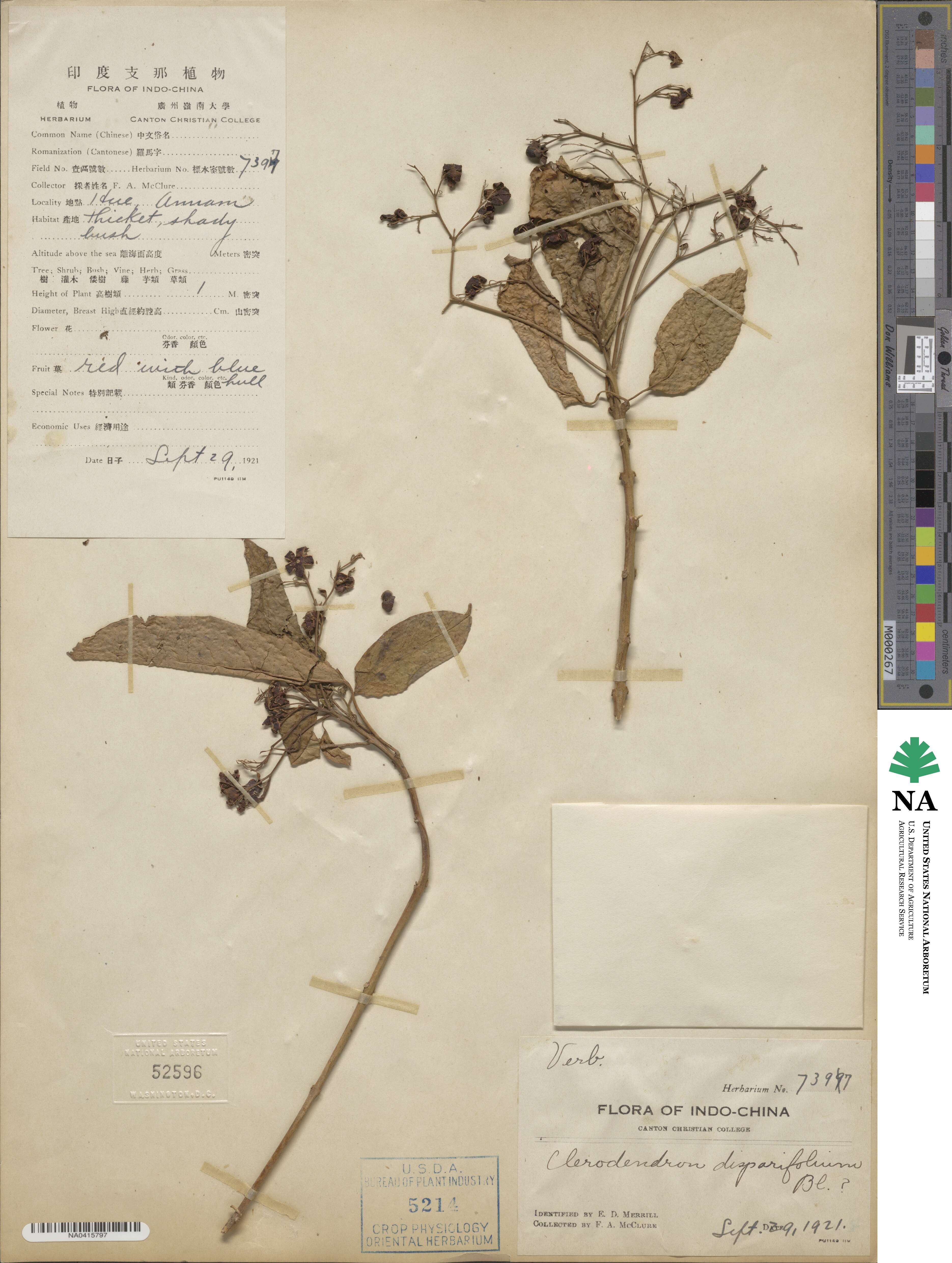 Clerodendrum disparifolium image