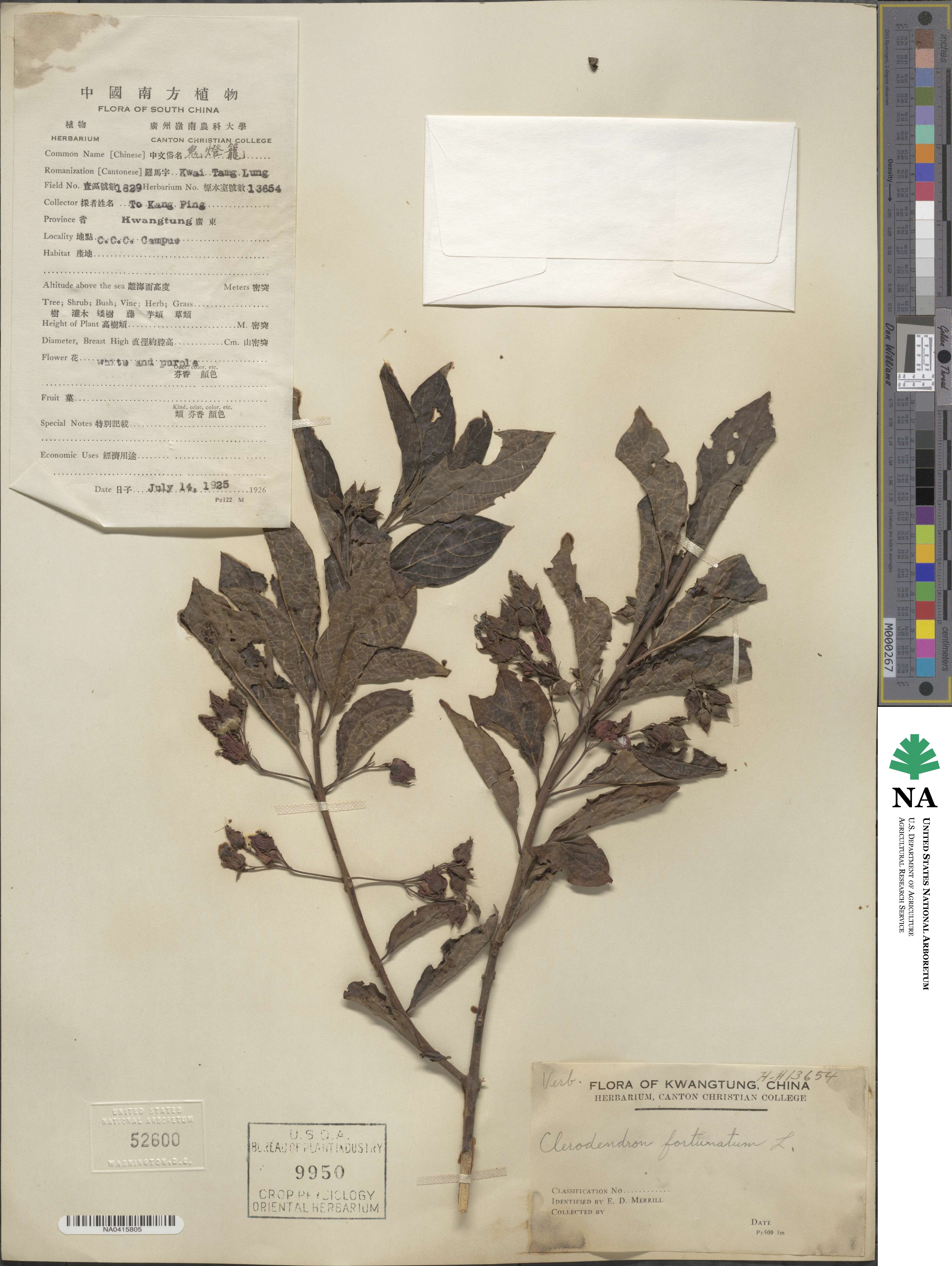 Clerodendrum fortunatum image
