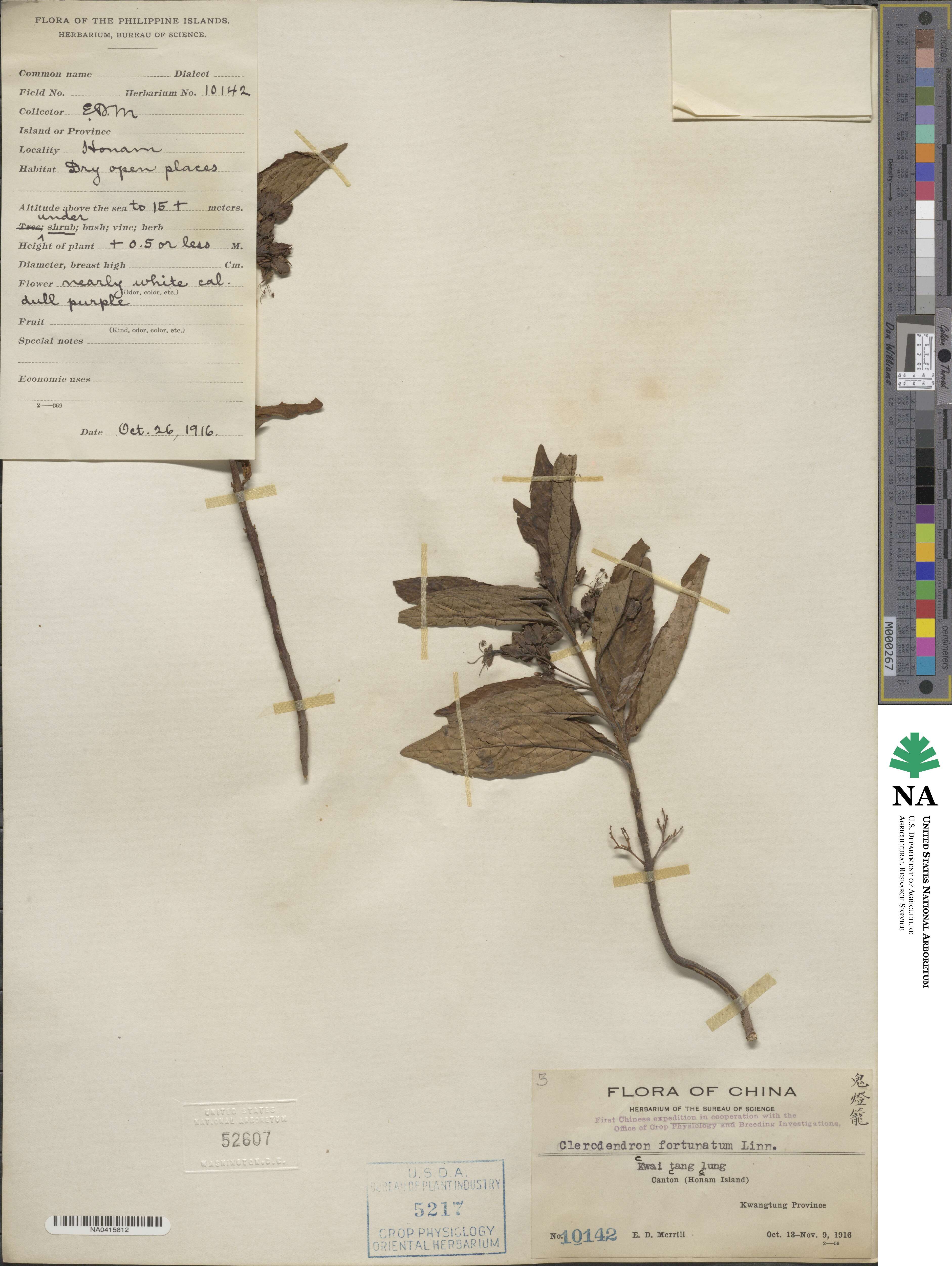 Clerodendrum fortunatum image