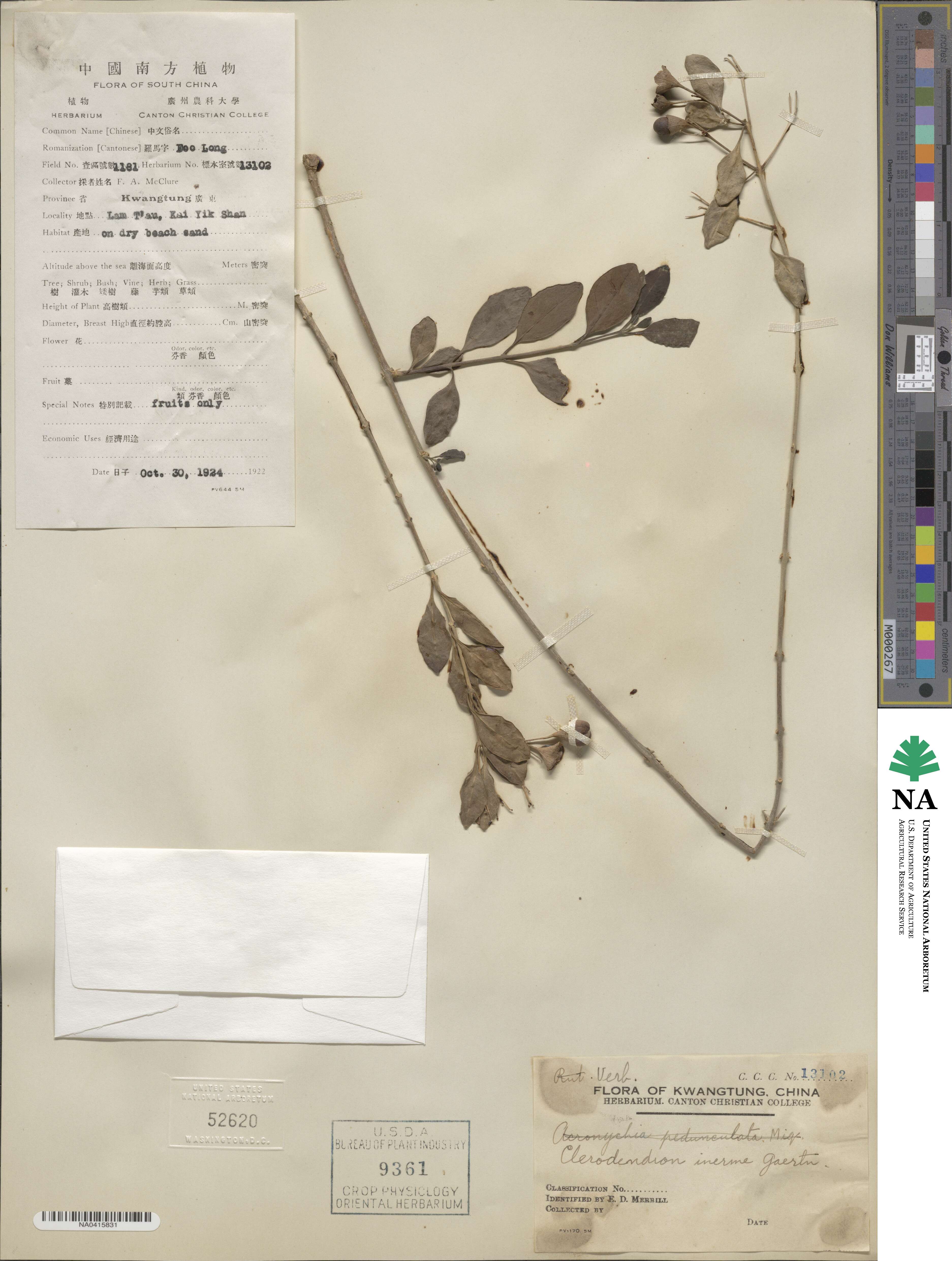 Volkameria inermis image