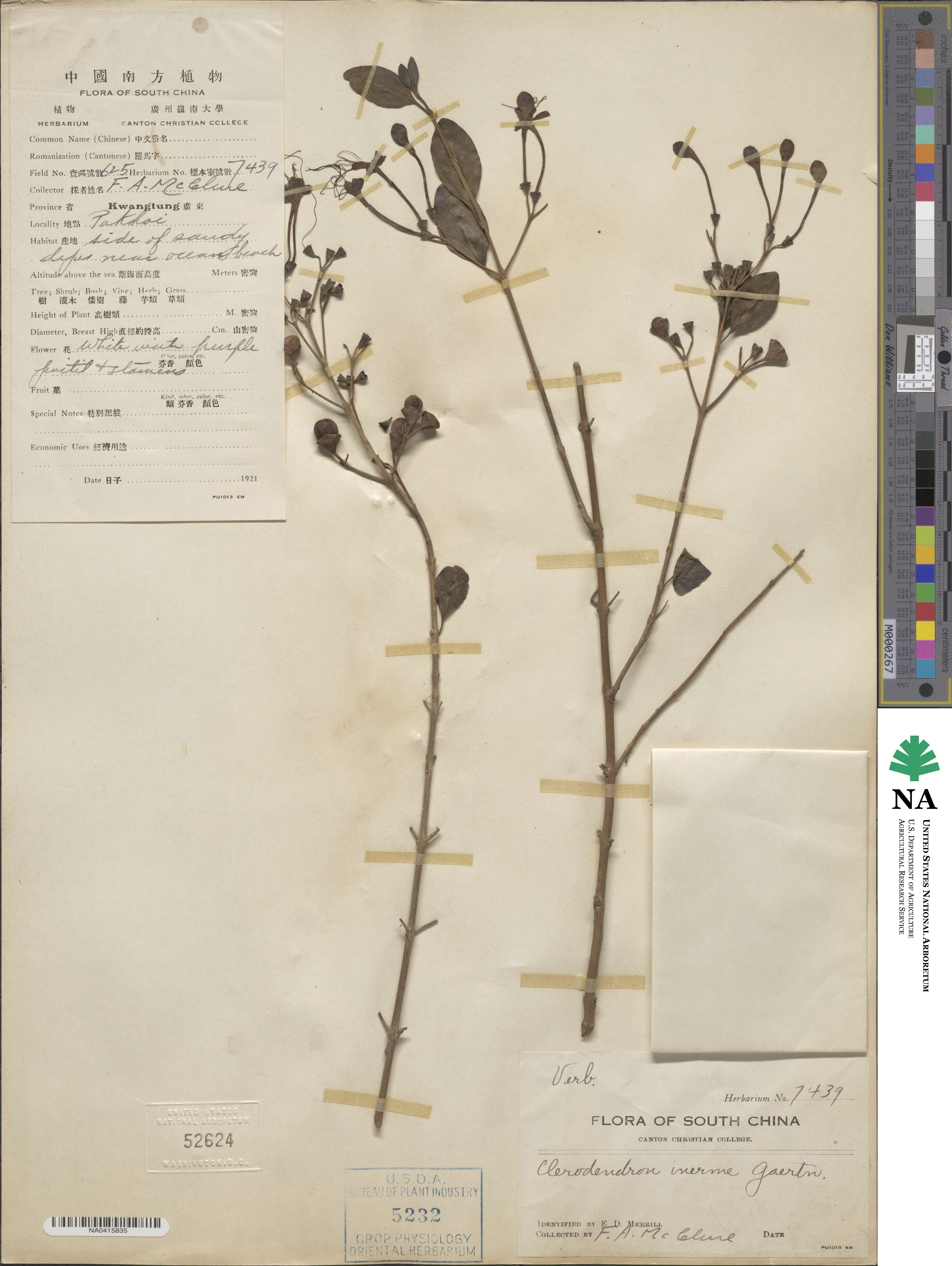 Volkameria inermis image
