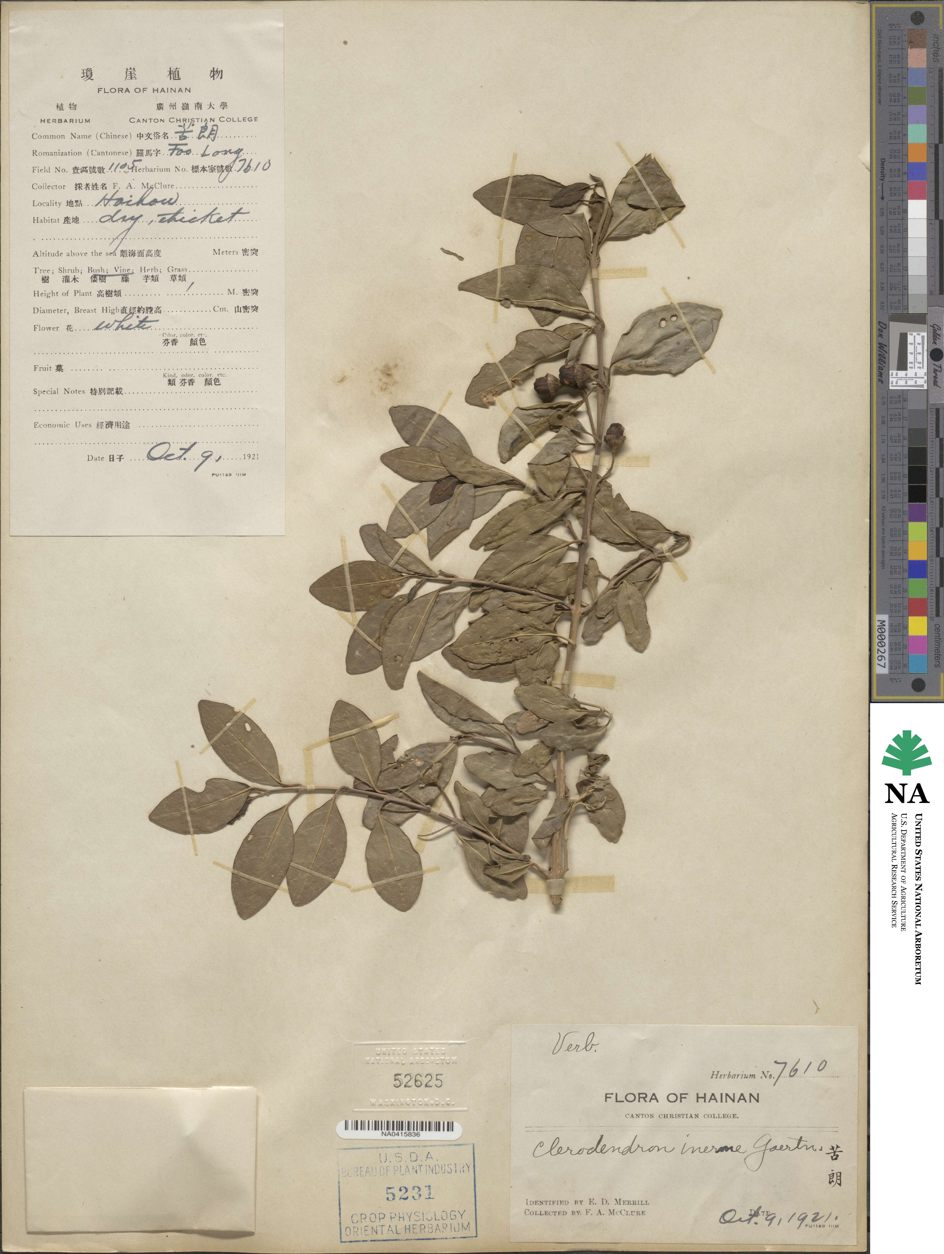 Volkameria inermis image