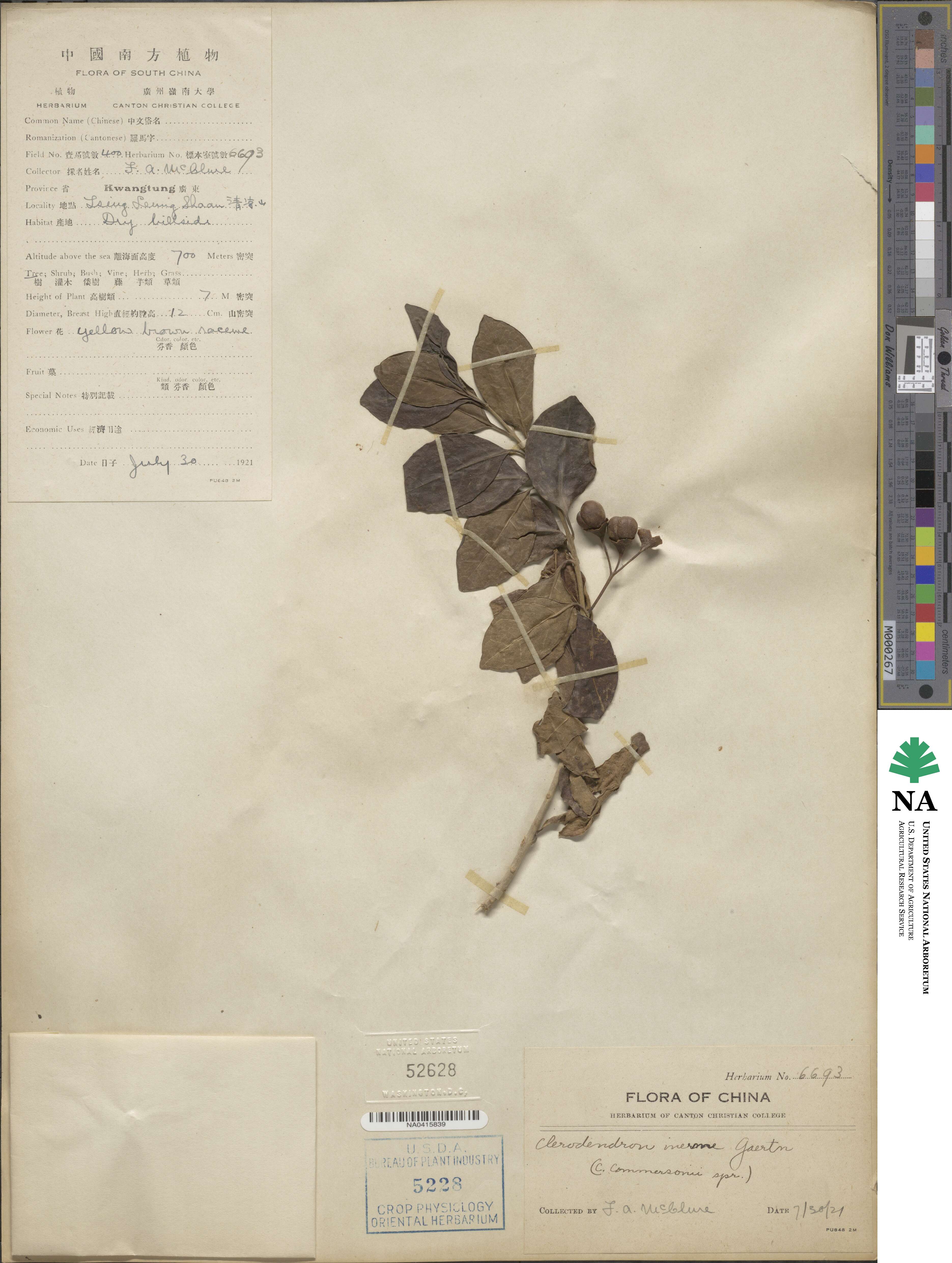 Volkameria image