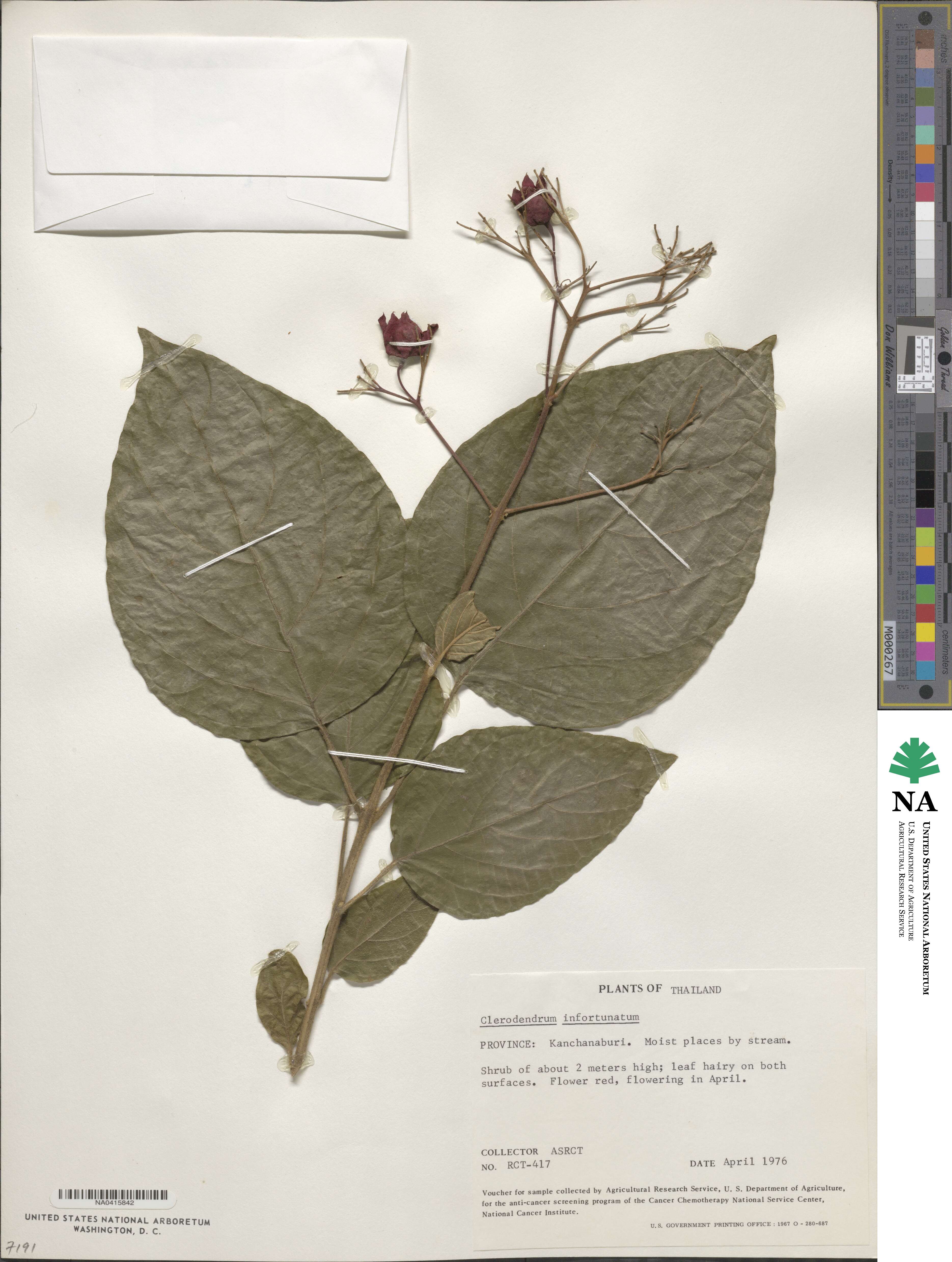 Clerodendrum infortunatum image