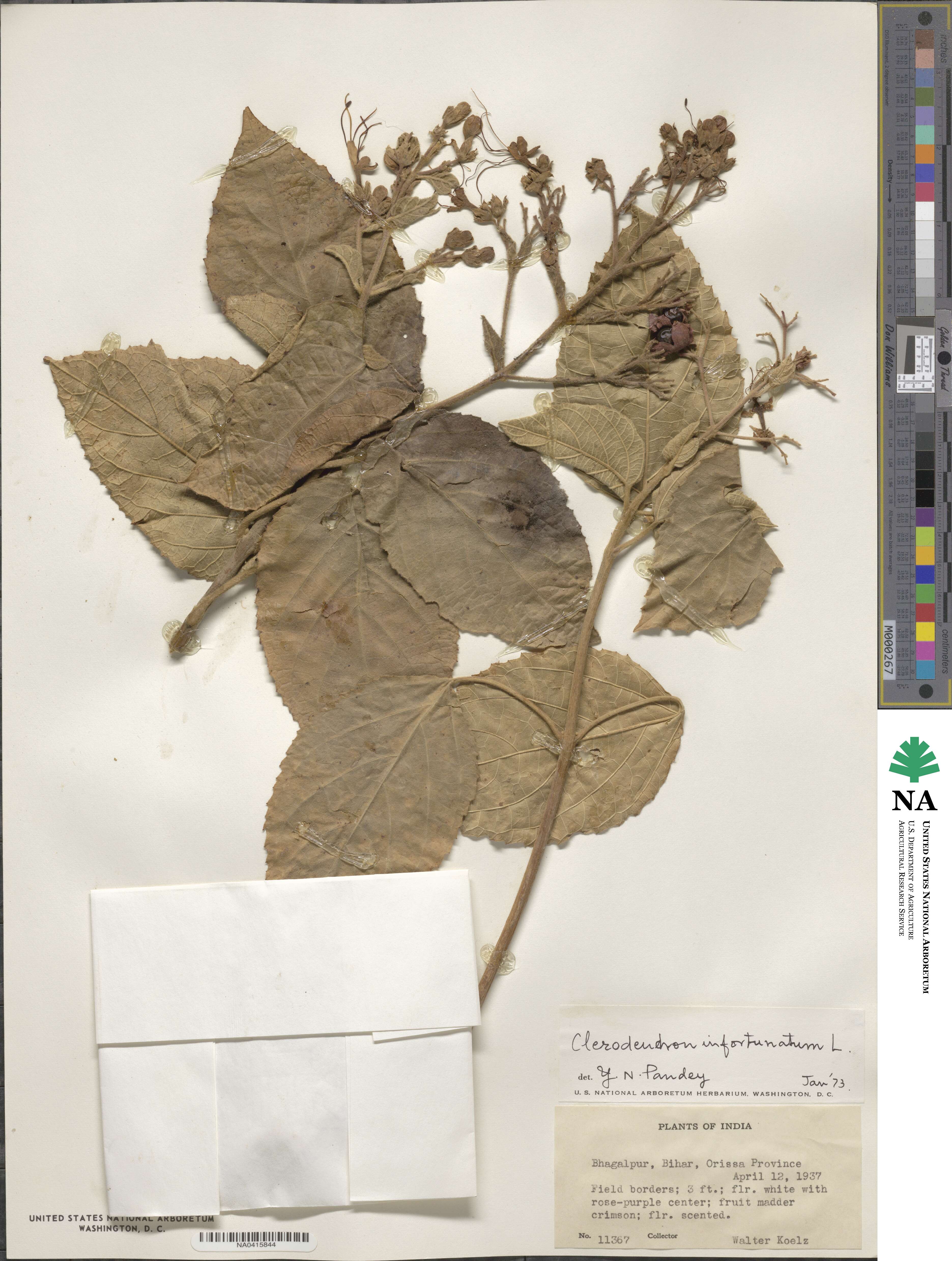 Clerodendrum infortunatum image