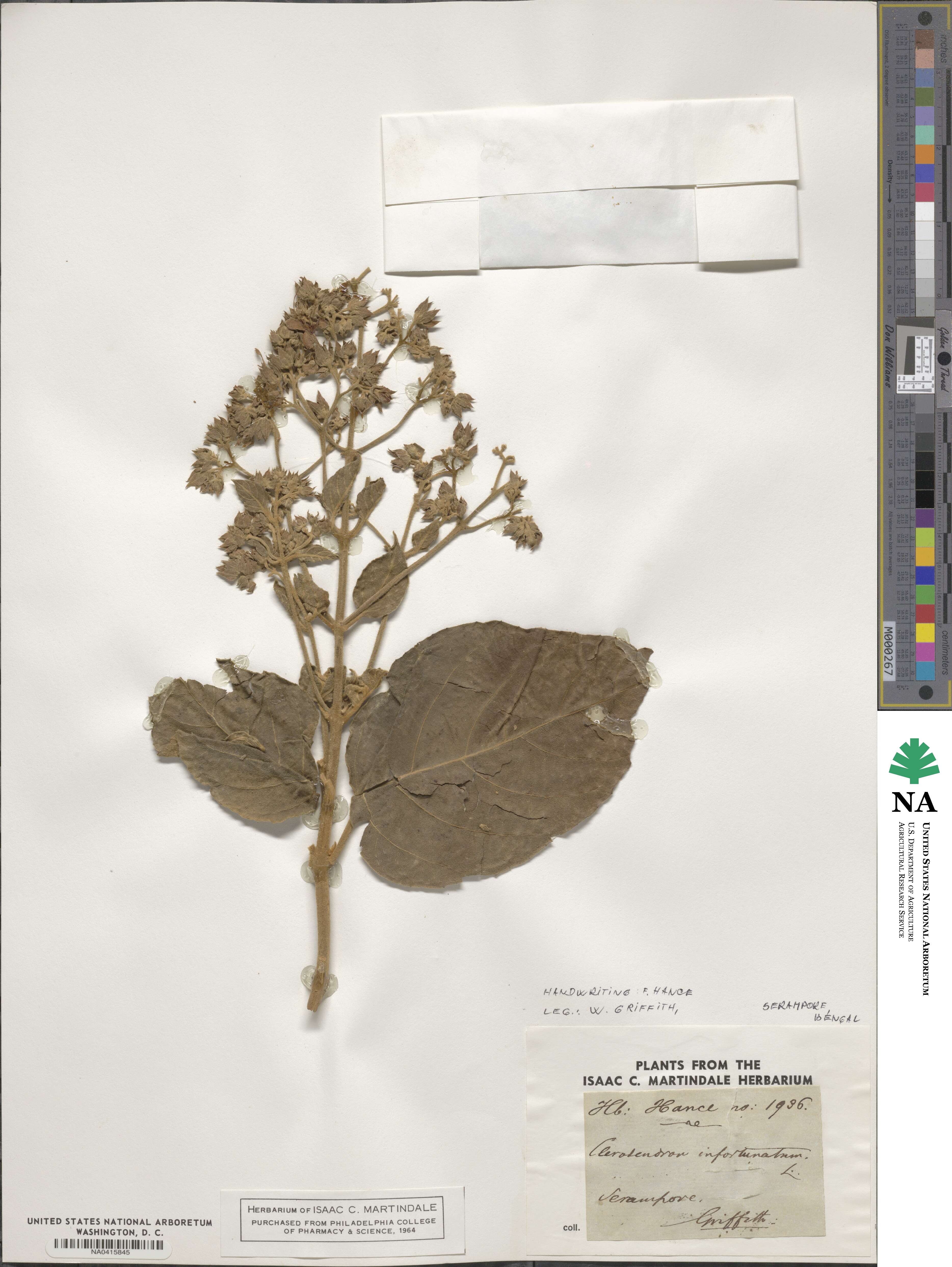 Clerodendrum infortunatum image