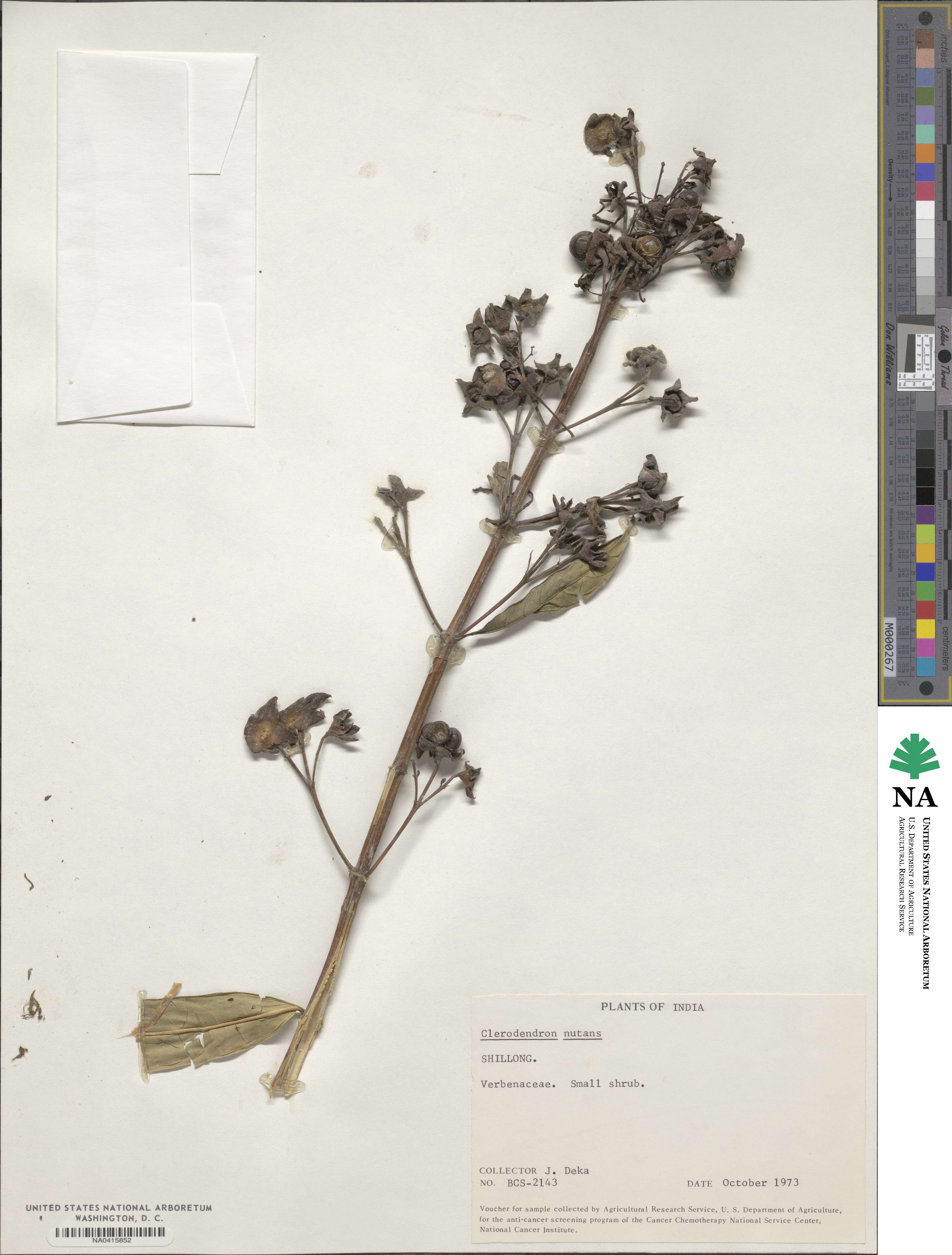 Clerodendrum nutans image