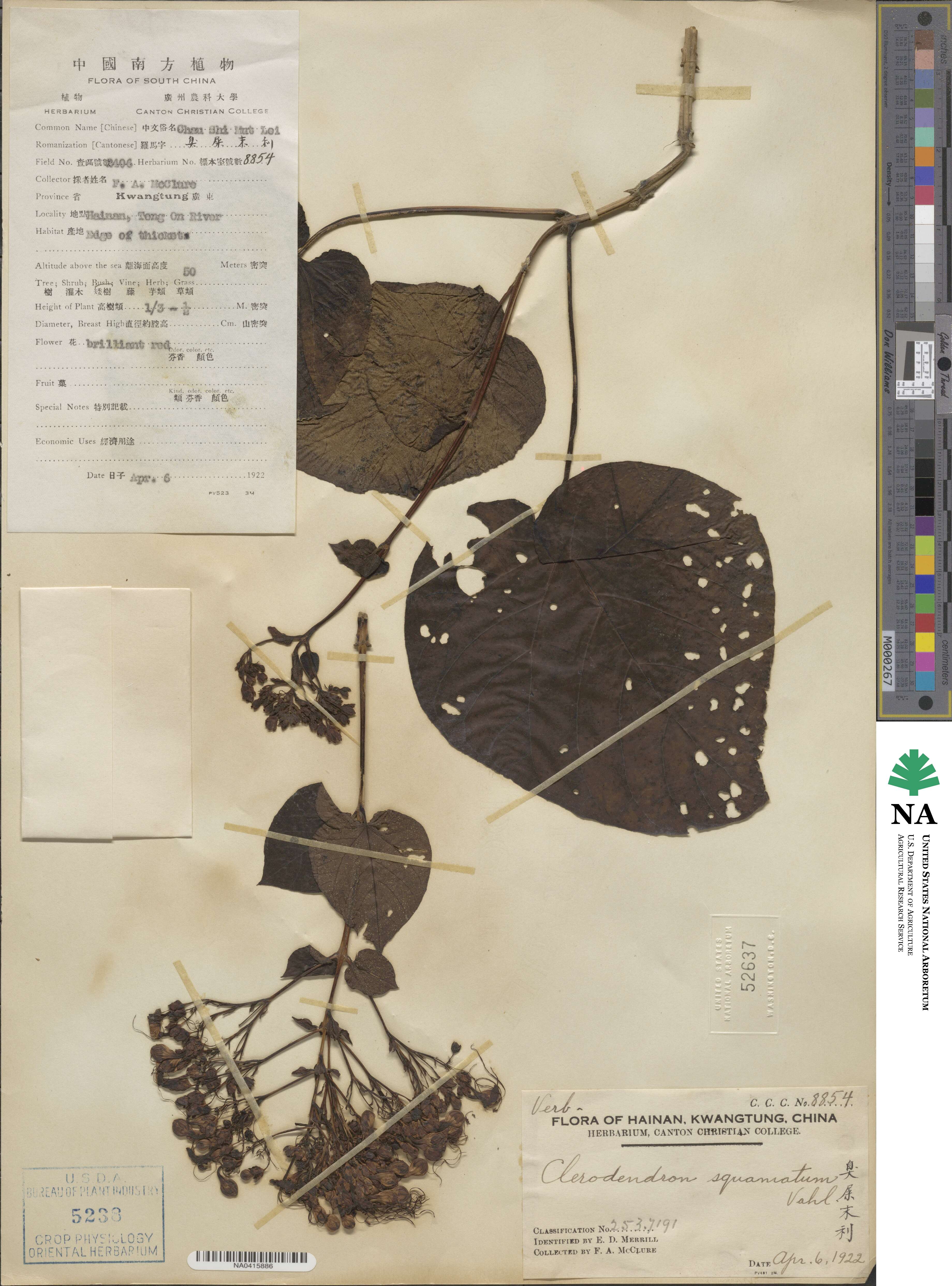 Clerodendrum japonicum var. japonicum image