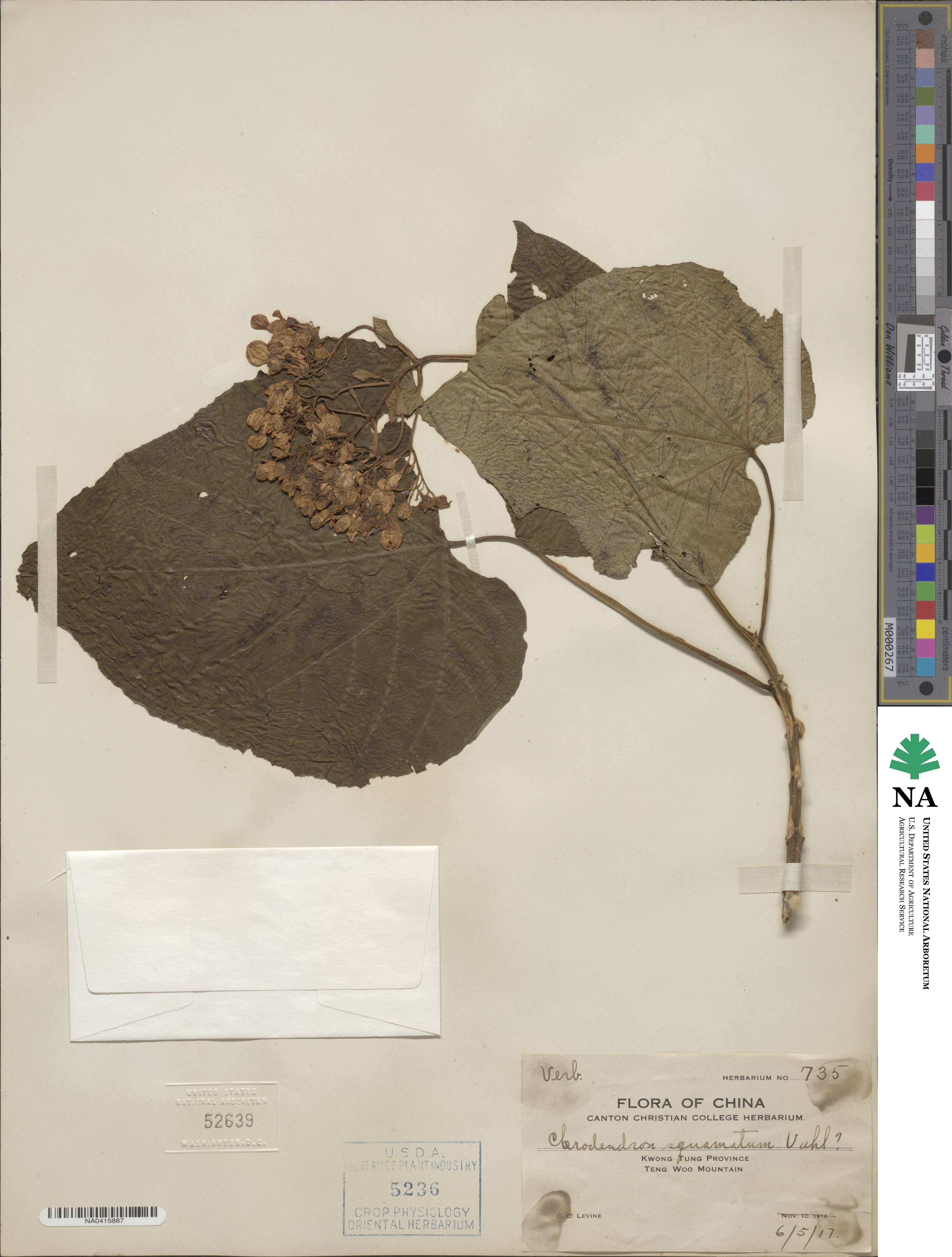 Clerodendrum japonicum var. japonicum image