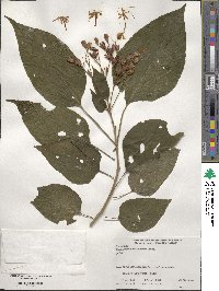 Clerodendrum trichotomum image