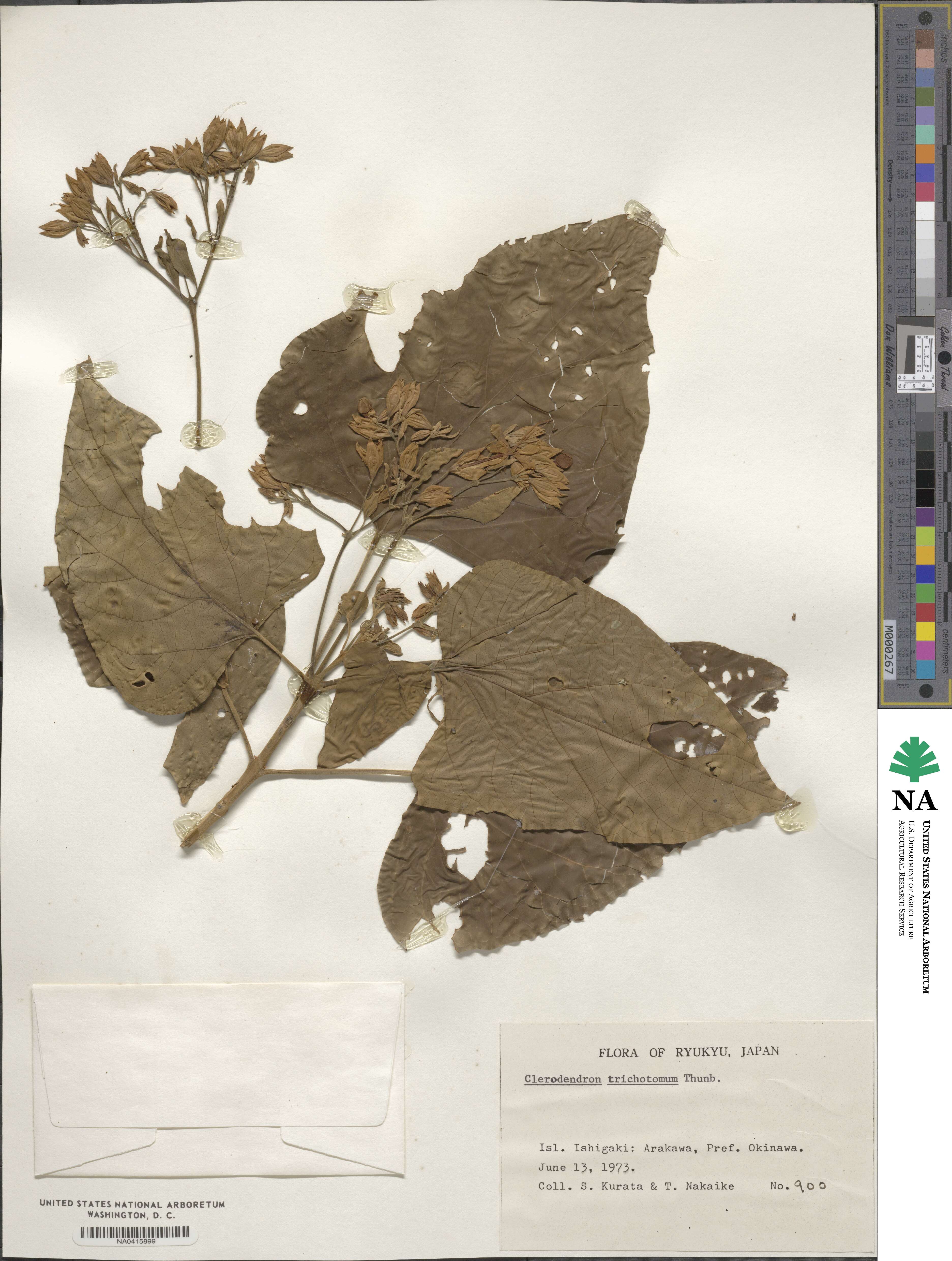 Clerodendrum trichotomum image