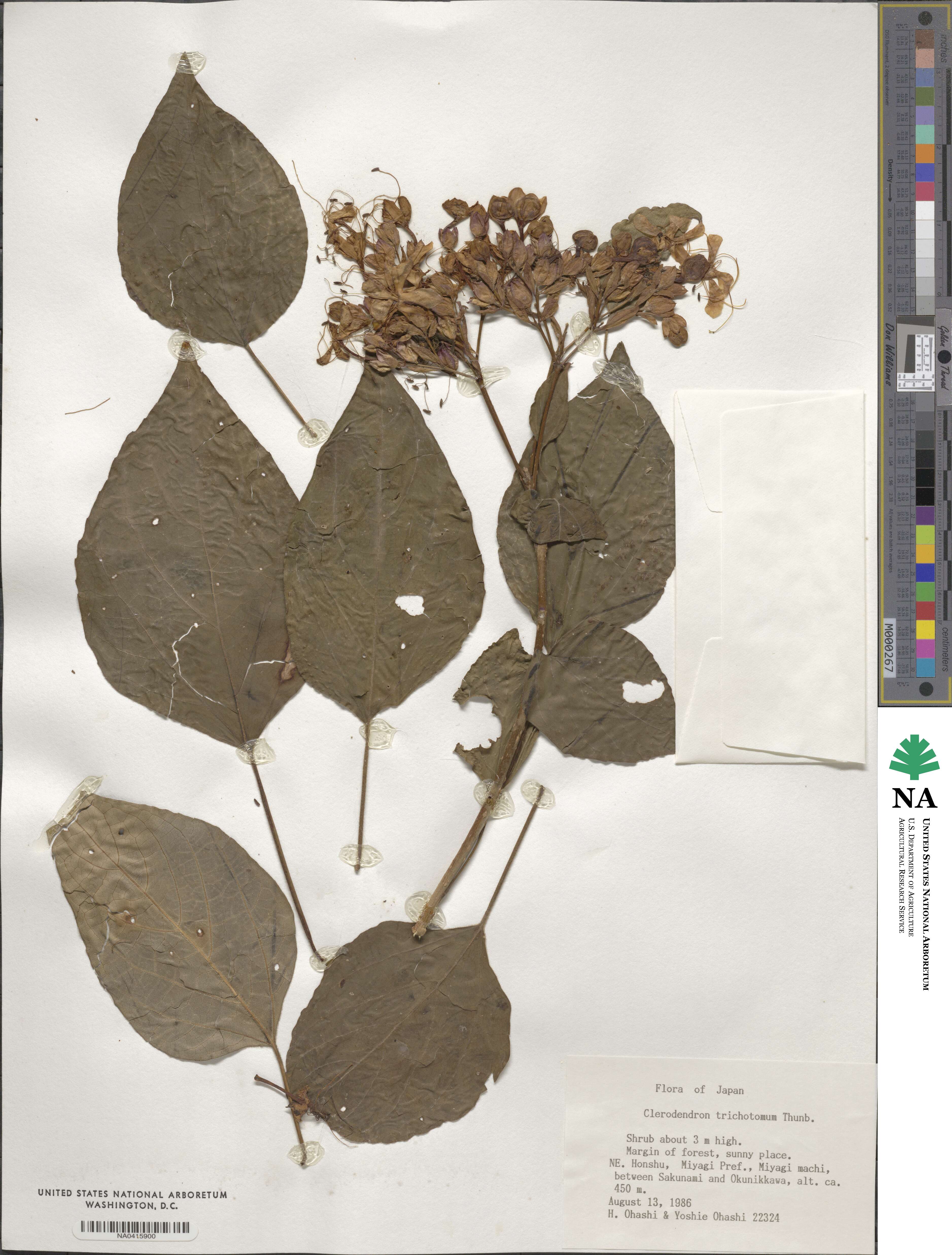 Clerodendrum trichotomum image