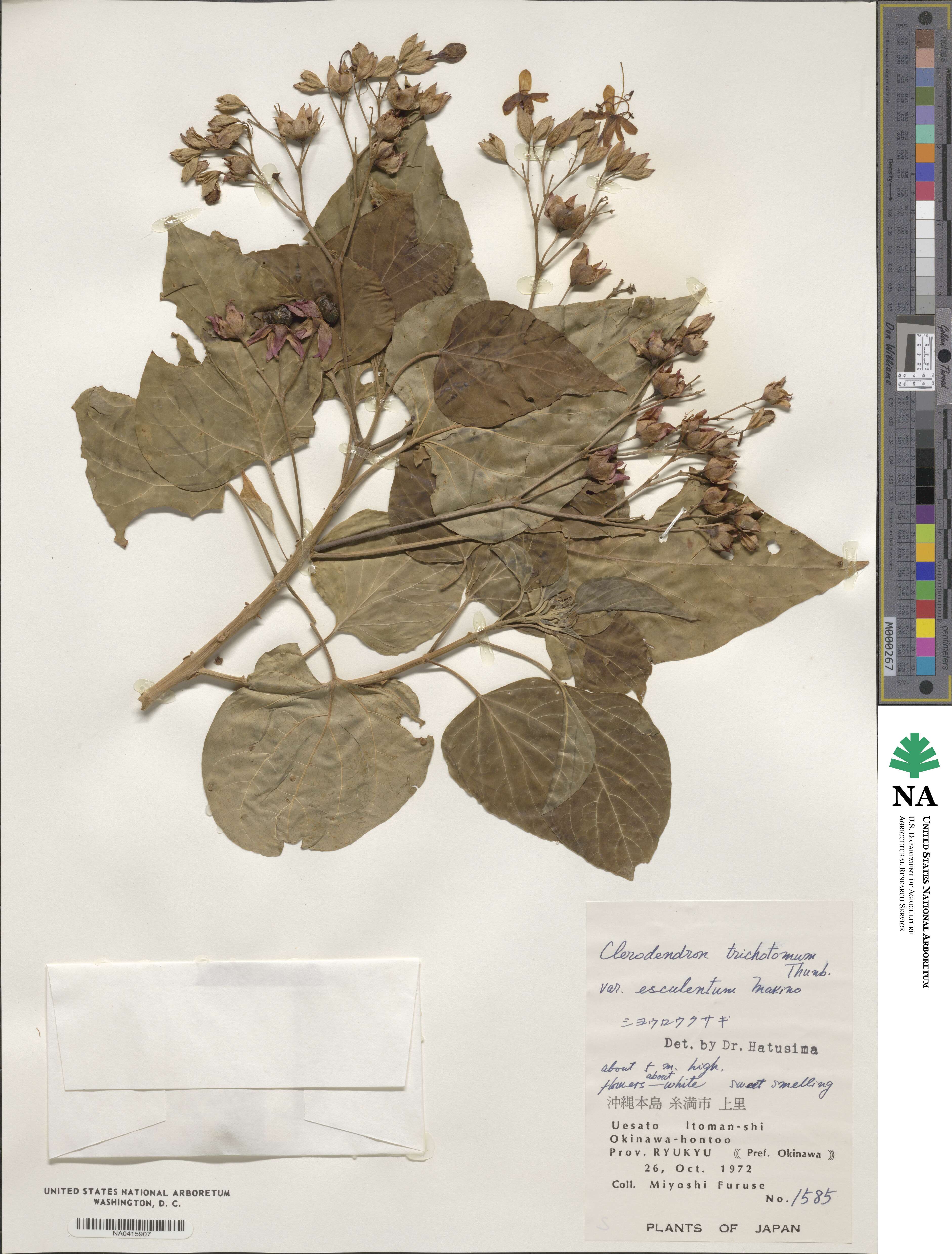 Clerodendrum trichotomum image