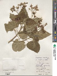 Clerodendrum trichotomum image