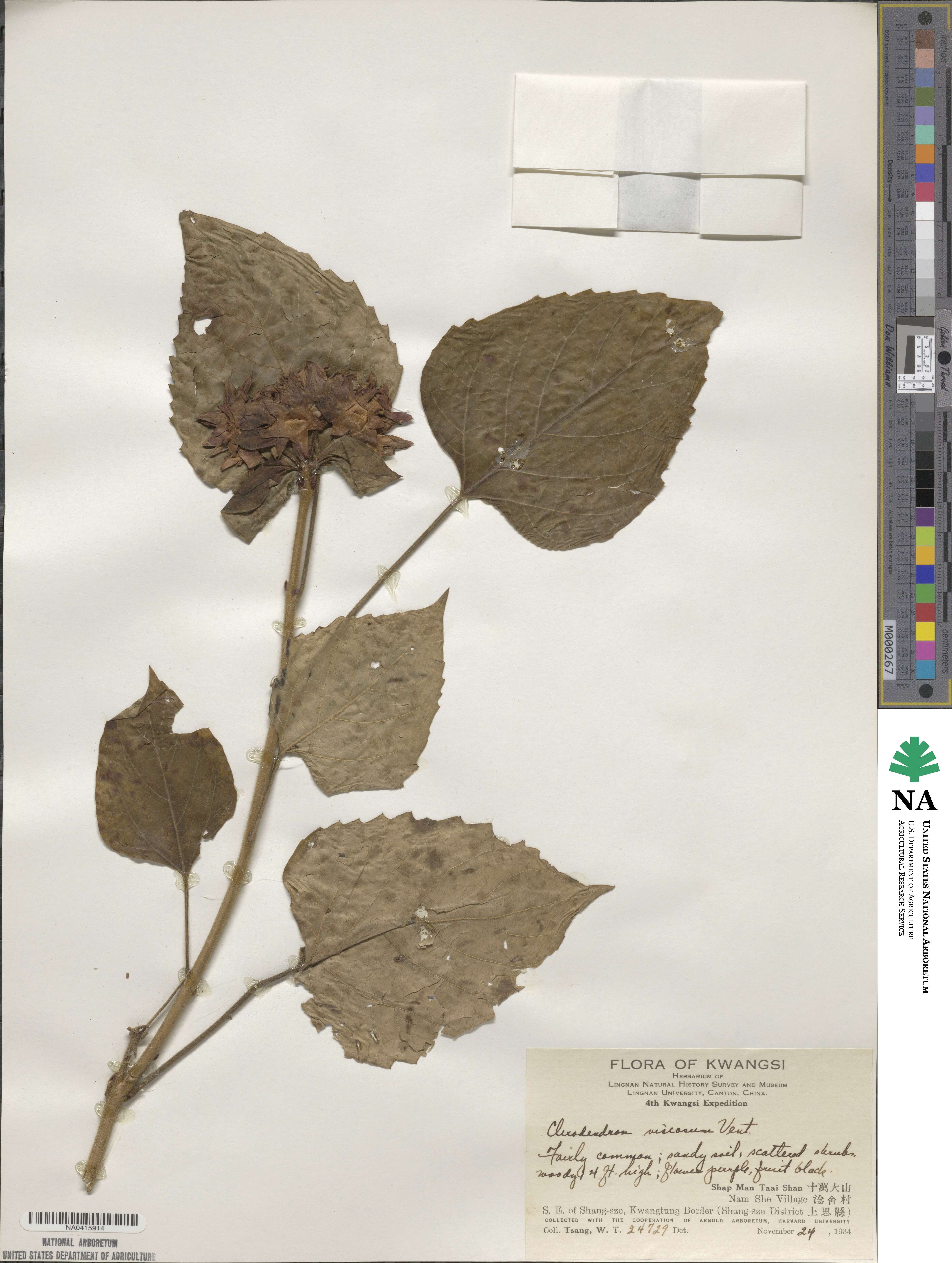 Clerodendrum infortunatum image