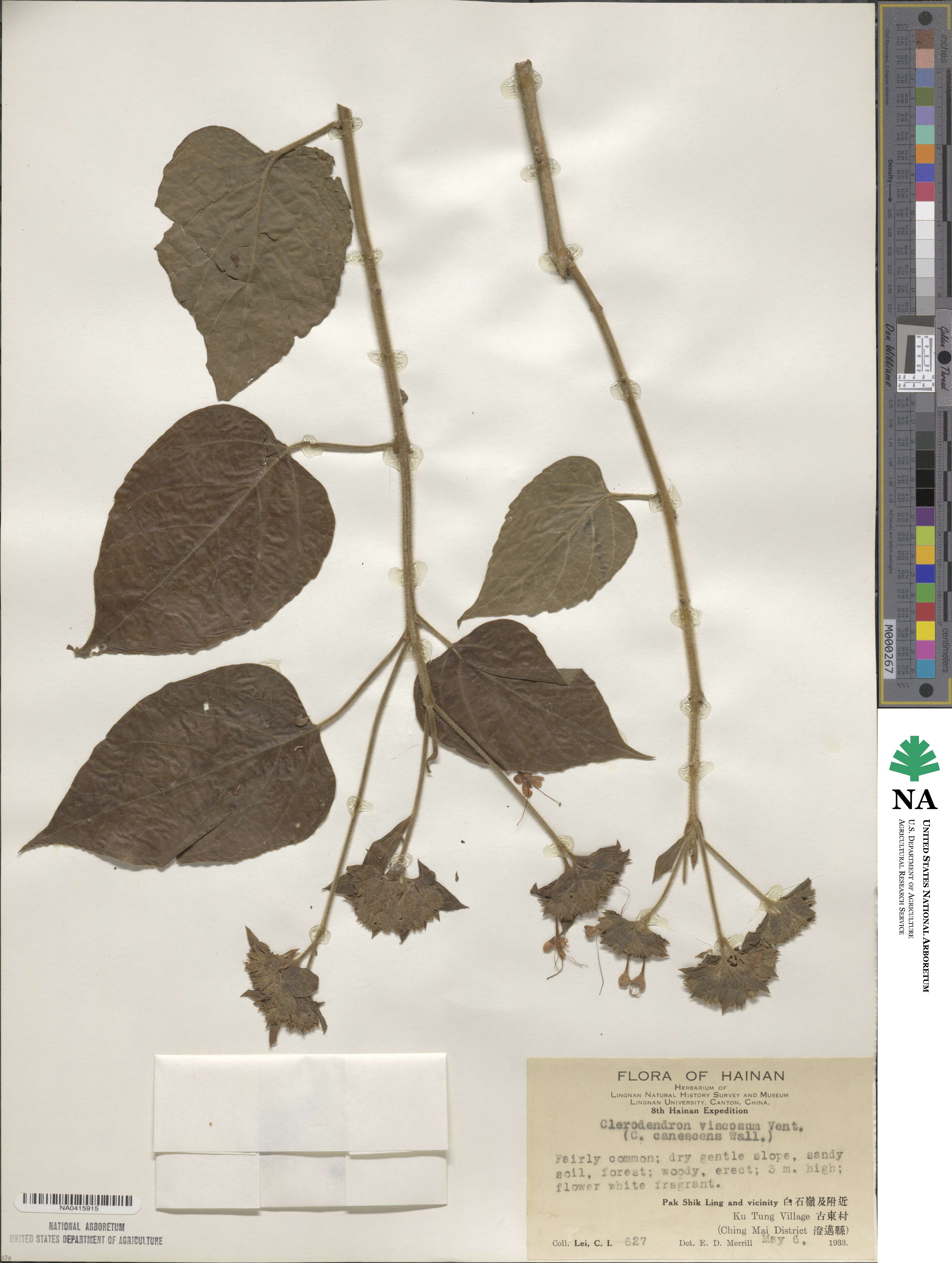 Clerodendrum infortunatum image