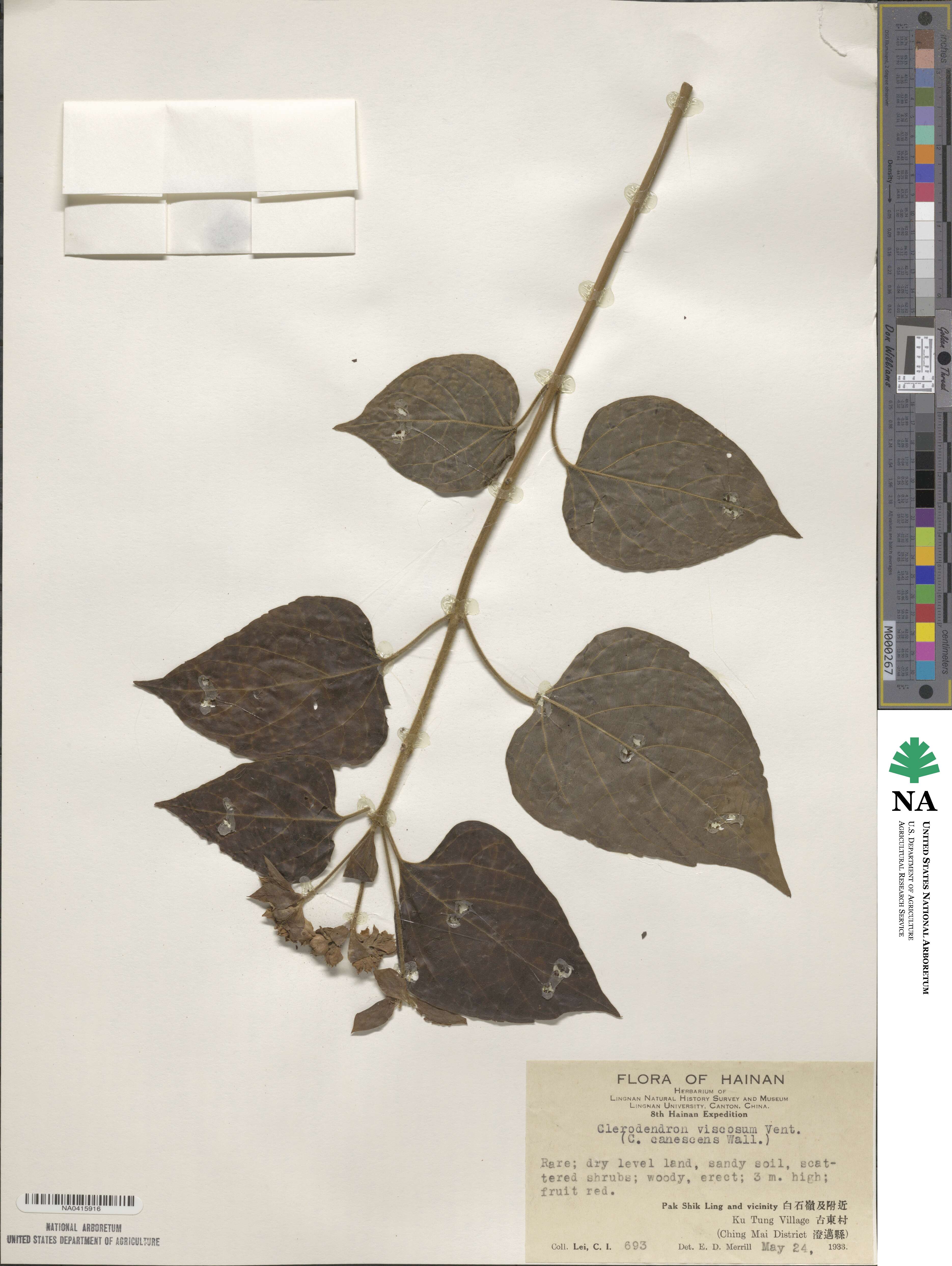 Clerodendrum infortunatum image