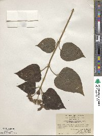 Clerodendrum infortunatum image