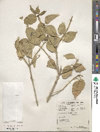 Volkameria glabra image