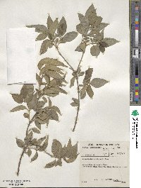 Volkameria glabra image