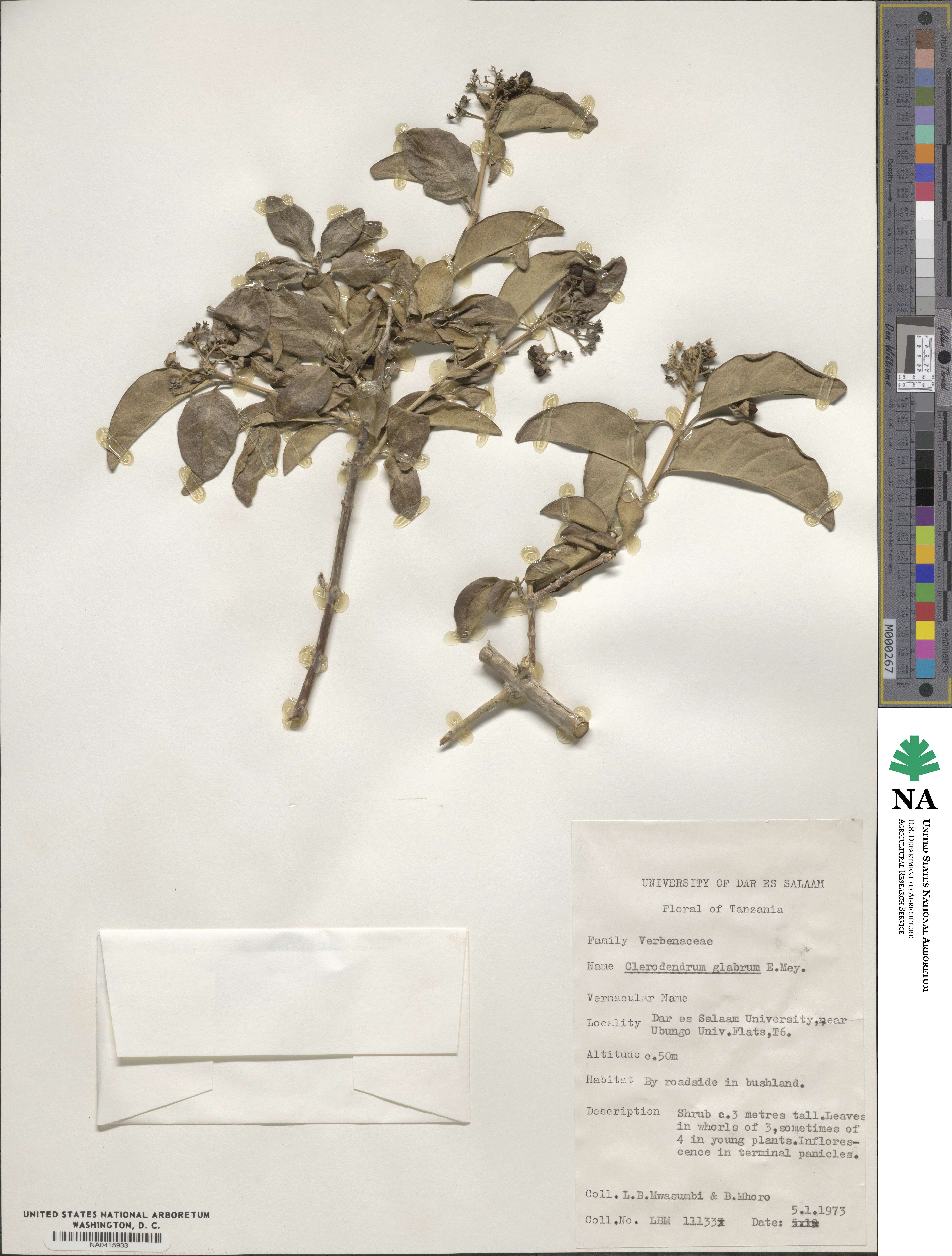 Volkameria glabra image