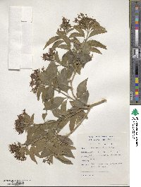 Volkameria glabra image